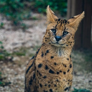 2 servals découverts à Lille Hellemmes