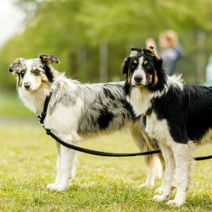 Lille, 1ère ville de France où il fait bon vivre avec son chien