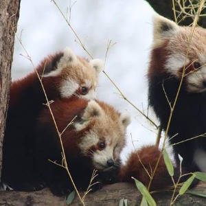 Les 2 jeunes pandas roux du Zoo de Lille ont quitté le Nord !