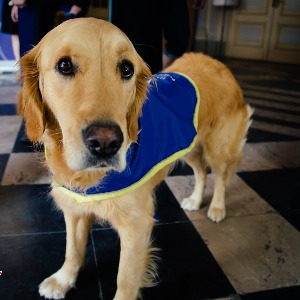 2 chiens d'assistance judiciaire dans le Pas de Calais