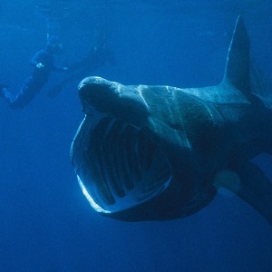 Un requin pèlerin observé chez nous !