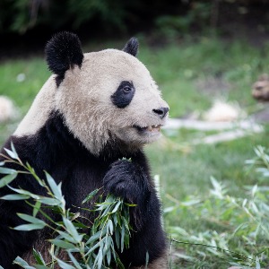 Le 1er bébé panda né en France quitte l'hexagone !