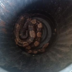 Un boa constrictor capturé dans le Pas de Calais !