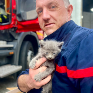 Les pompiers du Nord ont sauvé plusieurs chatons hier