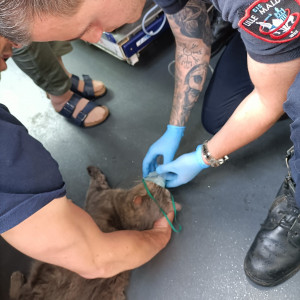 Un chat sauvé d'un feu d'appartement