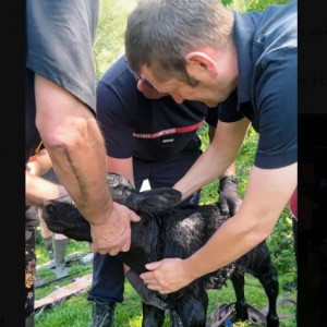 Sauvetage hors du commun, pour les pompiers du Nord