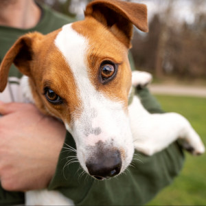 L'Agglo Hénin-Carvin porte plainte, après le vol de 2 chiens au sein de son refuge animalier