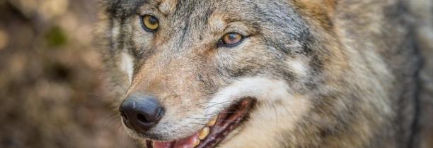 BELGIQUE : Un loup est soupçonné d'avoir tué un kangourou domestiqué