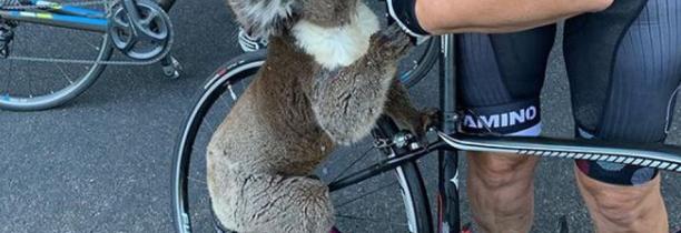 AUSTRALIE : La vidéo de ce Koala qui demande de l'eau à un cycliste montre l'ampleur des dégâts [VIDÉO]