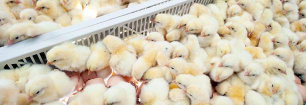 Fin du broyage des poussins et la castration à vif des porcelets fin 2021 annonce le ministre de l'agriculture