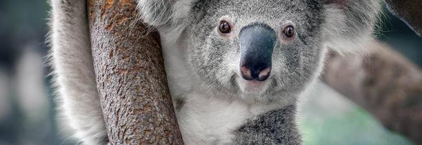 Plantation d'eucalyptus détruite en Australie : des dizaines de koalas sont morts