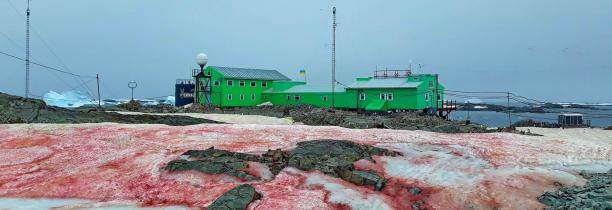 La neige devient rouge sang en Antarctique