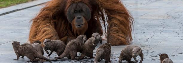 Les images des orangs outans de Pairi Daiza, jouant avec des loutres, font le tour du monde