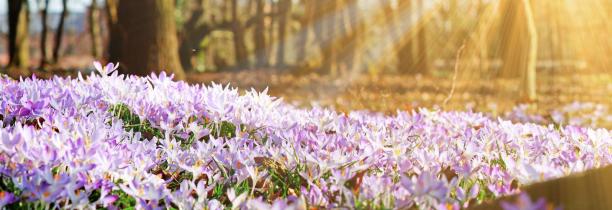 Bonne nouvelle ! Ce sera le printemps, ce week end !