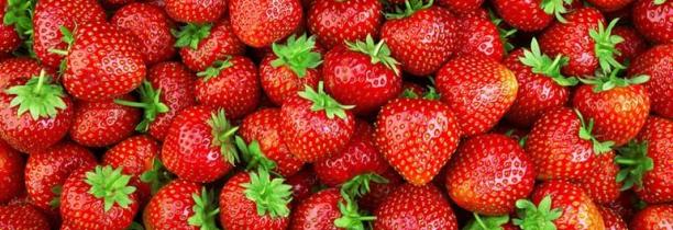 Une entreprise d'EECKE recherche actuellement des cueilleurs de fraise