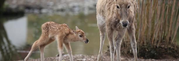 Un bébé cerf d'une espèce "éteinte" est né à Pairi Daiza