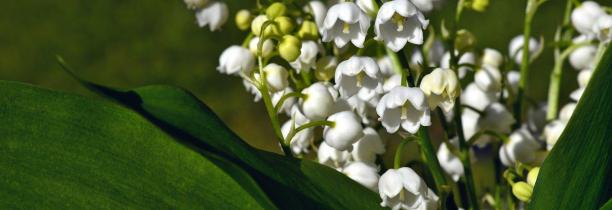 Les fleuristes pourront vendre du muguet devant leur boutique