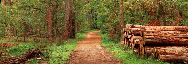 Le préfet du Nord autorise les promenades en forêt dans le département dès le 11 mai