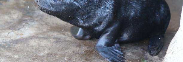 Un bÃ©bÃ© otarie est nÃ© Ã  Pairi Daiza... et il est vraiment trop mignon ðŸ’•