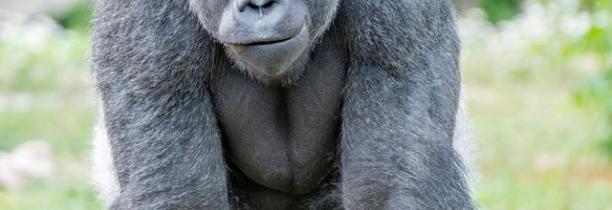 Pairi Daiza annonce la mort de Rafiki, un gorille des montagnes