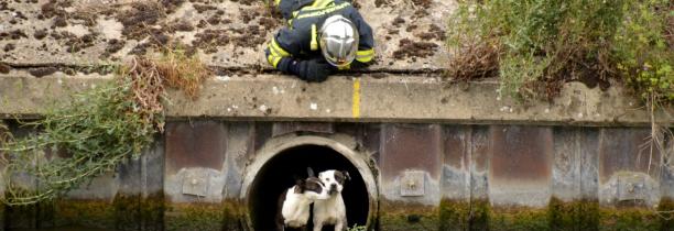 2 chiens sauvés d'un conduit d'évacuation d'eau par les pompiers du Nord