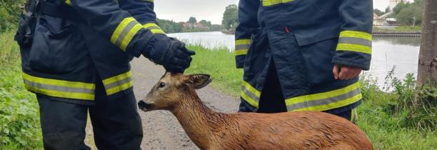 Une biche sauvée par les pompiers du Nord, ce matin