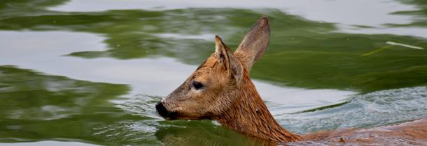 Beaucoup de sauvetages d'animaux à l'actif des pompiers du Nord