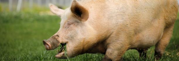 Un cochon arrache le doigt d'un enfant dans un parc animalier