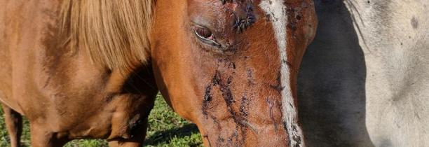 Chevaux mutilés : Un homme a été arrêté dans le Haut-Rhin et a été placé en garde à vue