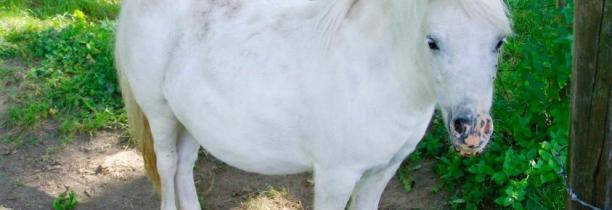 Un poney a été retrouvé mort par strangulation