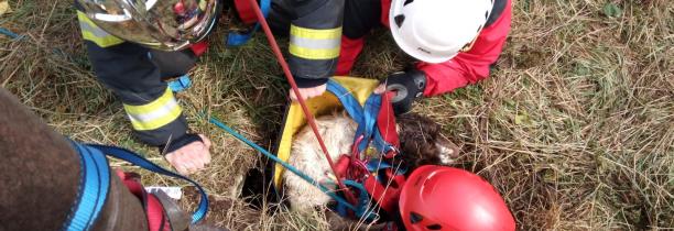 Les pompiers du Nord sauvent un chien