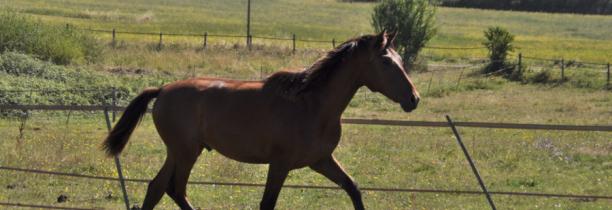 Un poulain a été retrouvé mort dans un pré d'un coup de couteau dans le ventre