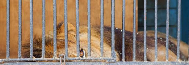 Les animaux sauvages progressivement interdits dans les cirques itinérants