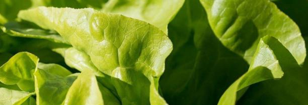 Rappel de produit sur des salades pour présence de salmonelle