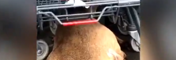 Vidéo : Un chevreuil blessé et traqué sur un parking de supermarché