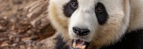 Le panda géant Tian Bao reste 1 an de plus à Pairi Daiza !