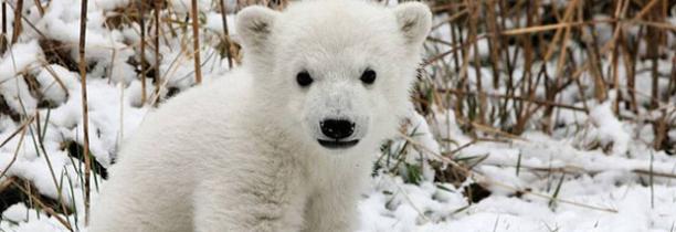 Un ourson polaire est né au zoo de Mulhouse