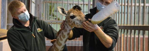 Un girafon est né à Bellewaerde, en Belgique