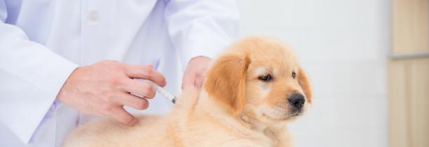 Faut-il aussi vacciner nos animaux de compagnies contre la COVID ?