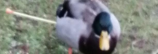 Roubaix : Tirs de fléchettes sur les canards du parc Barbieux