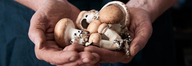 La "Ferme de la Gontière" à Comines recrute des cueilleurs de champignons [H/F]