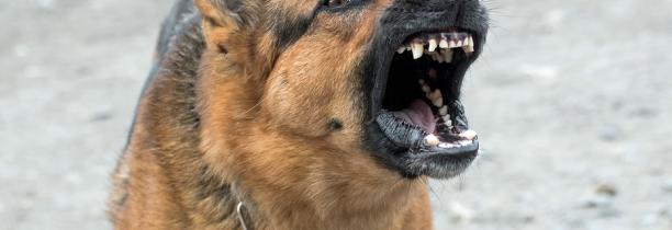 Un adolescent mordu gravement par un chien