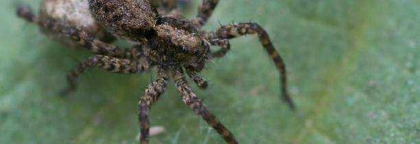 Australie : Des milliers d'araignée fuient les inondations [VIDÉO]