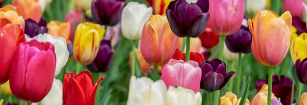 Les tulipes contre le cancer