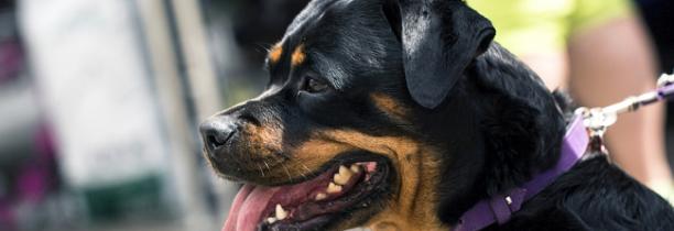 2 personnes mordues par des rottweilers hier dans le Nord