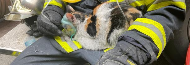 Les pompiers du Nord ont sauvé 2 chatons d'un sinistre