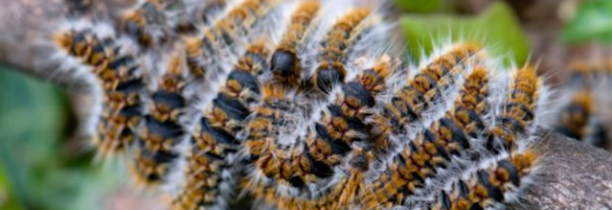 Recrudescence de chenilles urticantes dans les Hauts de France