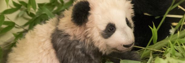 Bientôt un bébé panda au Zoo de Beauval !