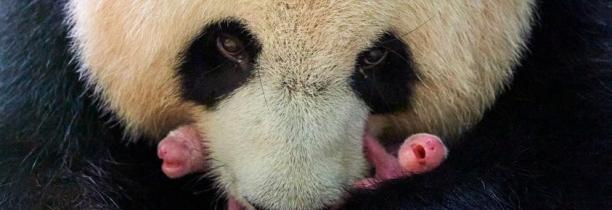 ZOO DE BEAUVAL : Naissance de deux bébés pandas