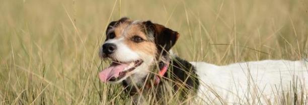 Ardennes : Une voiture roule en "oubliant" ses deux chiens accrochés derrière